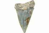 Fossil Broad-Toothed Mako Shark Tooth - North Carolina #235229-1
